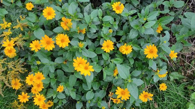 Особенности шамаиля Особенности шамаиля