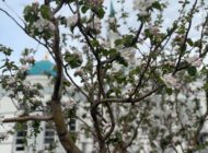 Правильное понимание ислама